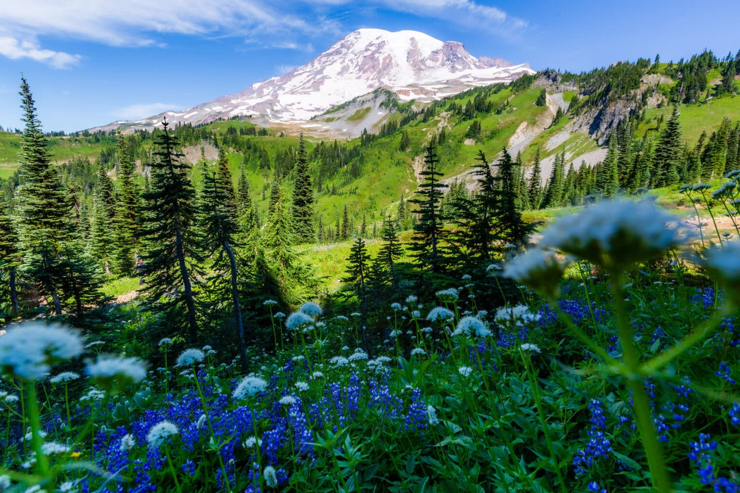 Trail and Ski