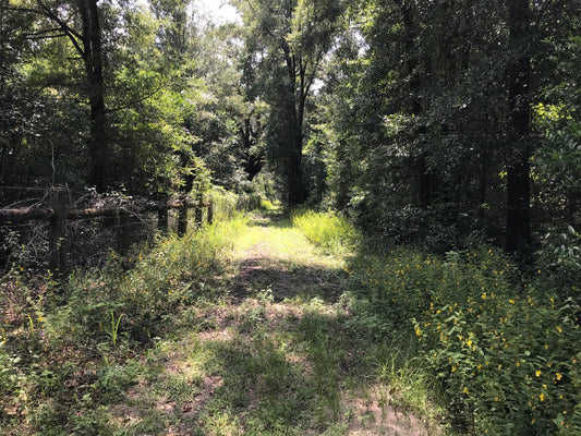 St. Marks Headwaters Greenway